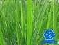 Preview: Zwerg-Schilf